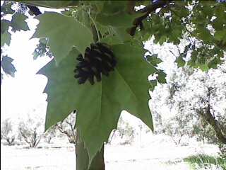 PLATANE  &  PIN